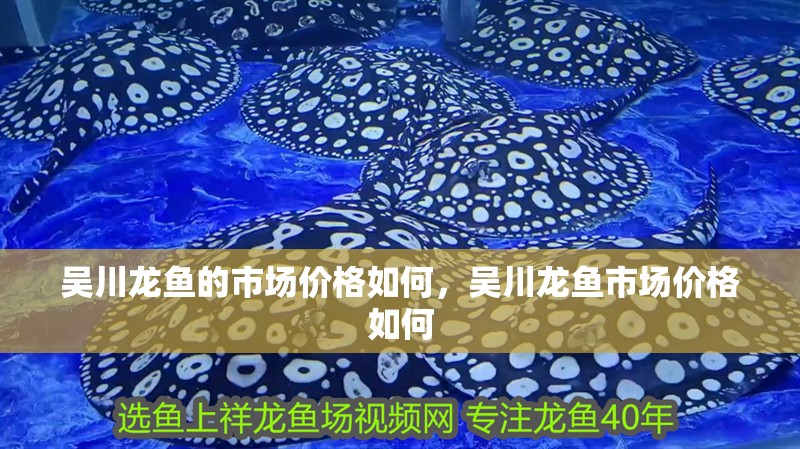 吳川龍魚的市場價格如何，吳川龍魚市場價格如何