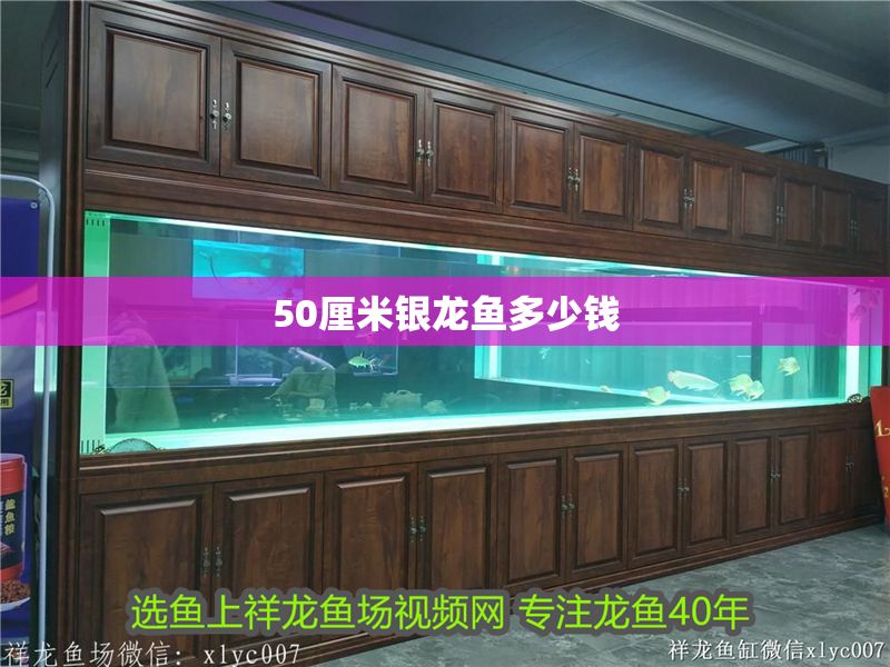 50厘米銀龍魚多少錢