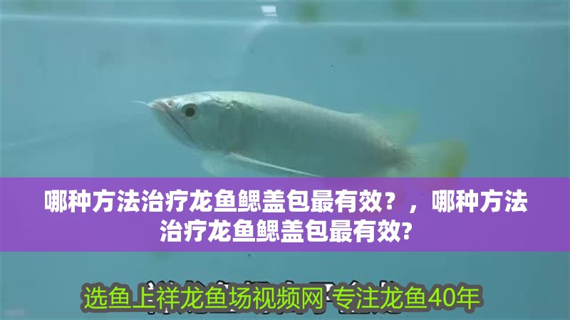 哪種方法治療龍魚鰓蓋包最有效？，哪種方法治療龍魚鰓蓋包最有效?