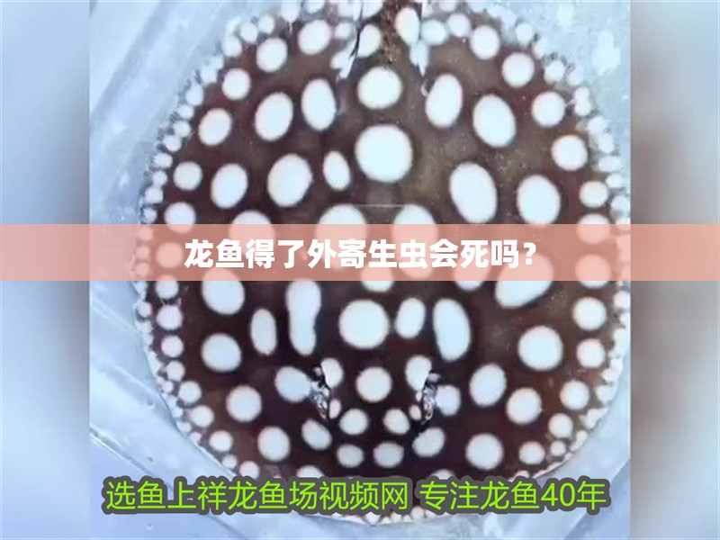 龍魚得了外寄生蟲會死嗎？