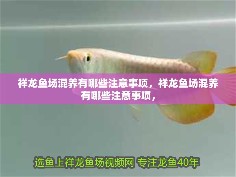 祥龍魚場混養有哪些注意事項，祥龍魚場混養有哪些注意事項，