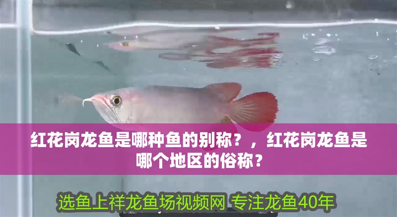 紅花崗龍魚是哪種魚的別稱？，紅花崗龍魚是哪個地區的俗稱？
