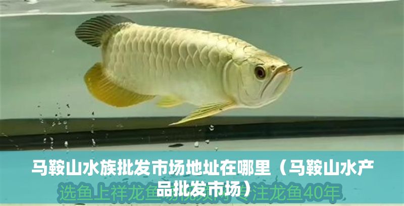 馬鞍山水族批發市場地址在哪里（馬鞍山水產品批發市場）