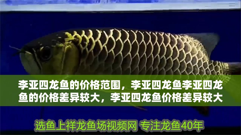李亞四龍魚的價格范圍，李亞四龍魚李亞四龍魚的價格差異較大，李亞四龍魚價格差異較大
