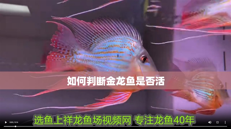 如何判斷金龍魚是否活