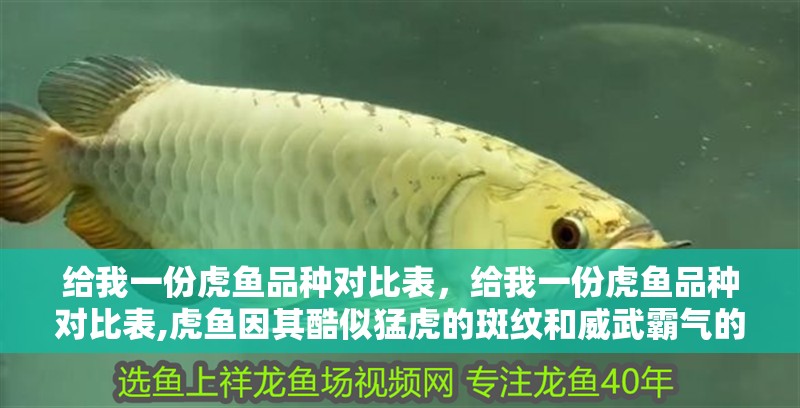 給我一份虎魚品種對比表，給我一份虎魚品種對比表,虎魚因其酷似猛虎的斑紋和威武霸氣的外形