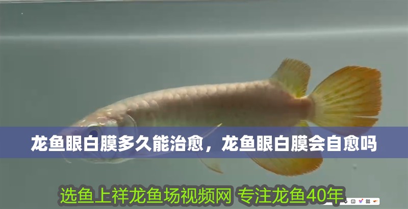 龍魚眼白膜多久能治愈，龍魚眼白膜會自愈嗎