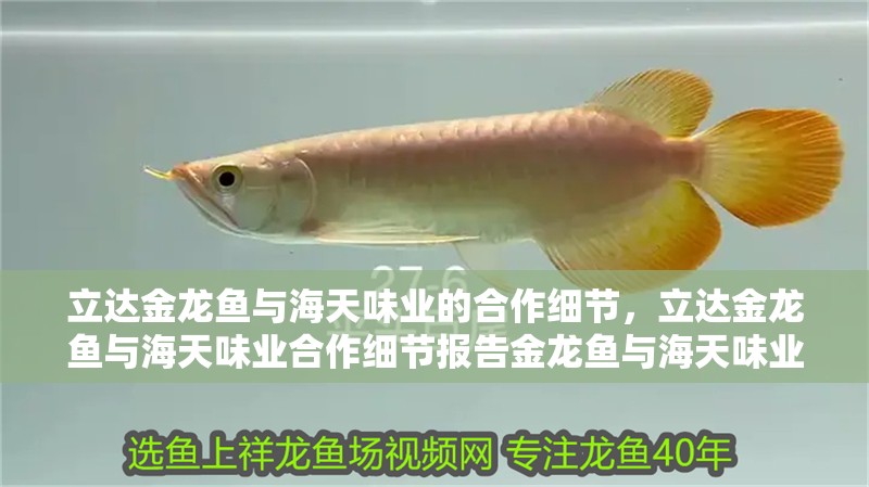 立達金龍魚與海天味業的合作細節，立達金龍魚與海天味業合作細節報告金龍魚與海天味業的合作細節