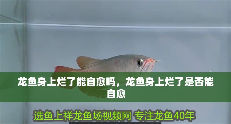 龍魚身上爛了能自愈嗎，龍魚身上爛了是否能自愈