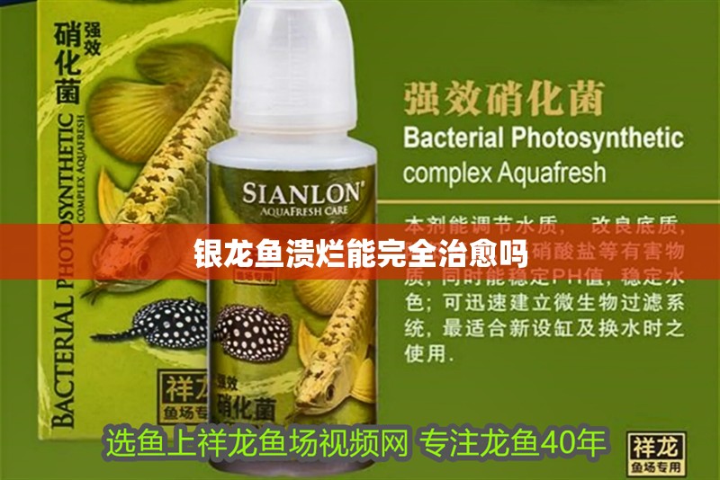 銀龍魚潰爛能完全治愈嗎