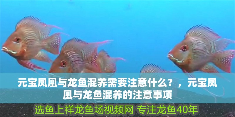 元寶鳳凰與龍魚(yú)混養(yǎng)需要注意什么？，元寶鳳凰與龍魚(yú)混養(yǎng)的注意事項(xiàng)