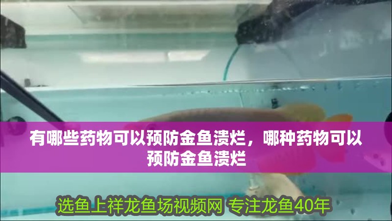 有哪些藥物可以預防金魚潰爛，哪種藥物可以預防金魚潰爛