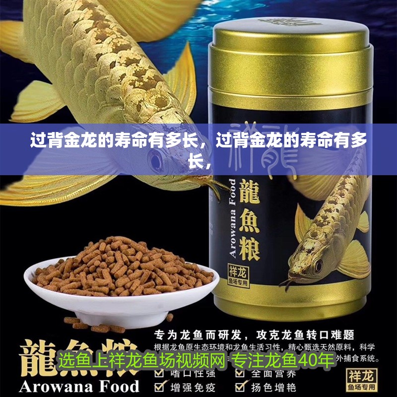 過背金龍的壽命有多長，過背金龍的壽命有多長，