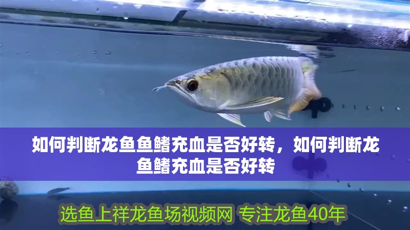 如何判斷龍魚魚鰭充血是否好轉(zhuǎn)，如何判斷龍魚鰭充血是否好轉(zhuǎn)
