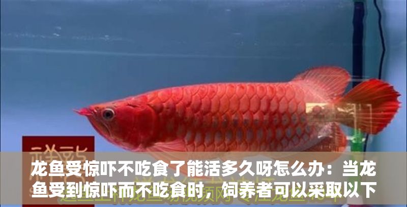 龍魚受驚嚇不吃食了能活多久呀怎么辦：當龍魚受到驚嚇而不吃食時，飼養者可以采取以下幾種方法來幫助它