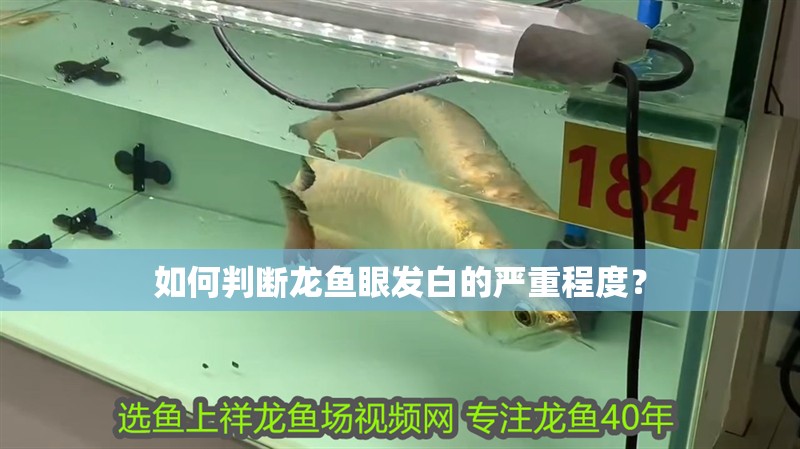 如何判斷龍魚眼發(fā)白的嚴(yán)重程度？