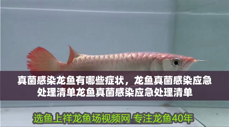 真菌感染龍魚有哪些癥狀，龍魚真菌感染應急處理清單龍魚真菌感染應急處理清單