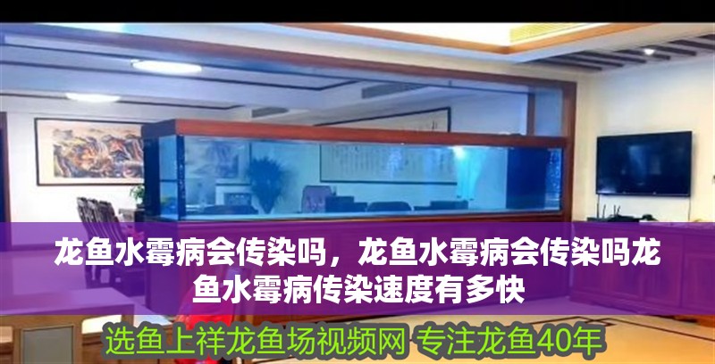 龍魚水霉病會傳染嗎，龍魚水霉病會傳染嗎龍魚水霉病傳染速度有多快