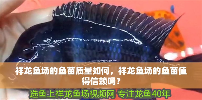 祥龍魚(yú)場(chǎng)的魚(yú)苗質(zhì)量如何，祥龍魚(yú)場(chǎng)的魚(yú)苗值得信賴(lài)嗎？