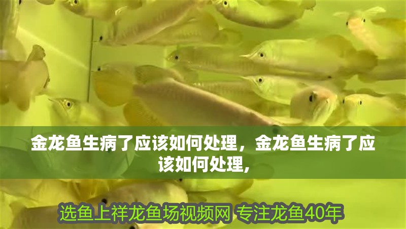 金龍魚生病了應該如何處理，金龍魚生病了應該如何處理,