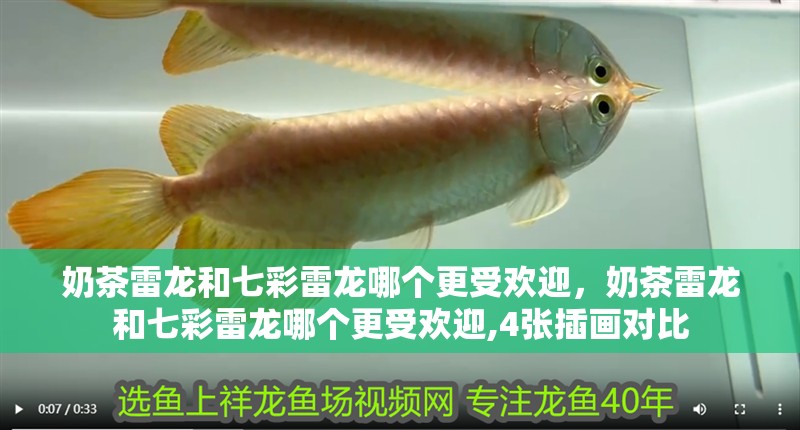 奶茶雷龍和七彩雷龍哪個更受歡迎，奶茶雷龍和七彩雷龍哪個更受歡迎,4張插畫對比