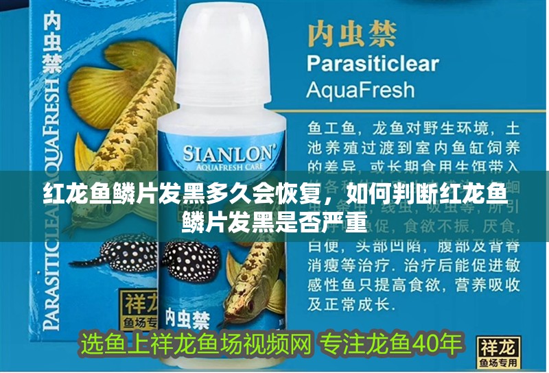 紅龍魚鱗片發(fā)黑多久會(huì)恢復(fù)，如何判斷紅龍魚鱗片發(fā)黑是否嚴(yán)重