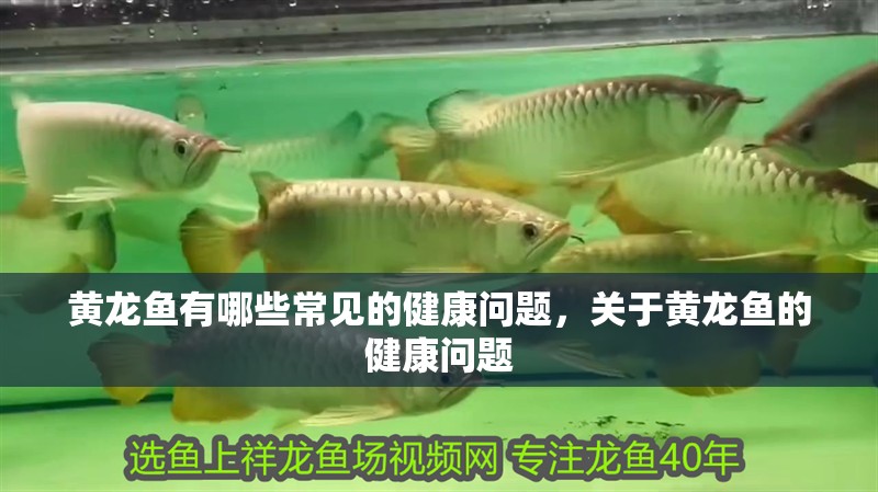 黃龍魚有哪些常見的健康問題，關于黃龍魚的健康問題