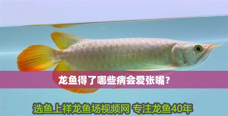 龍魚得了哪些病會(huì)愛張嘴？
