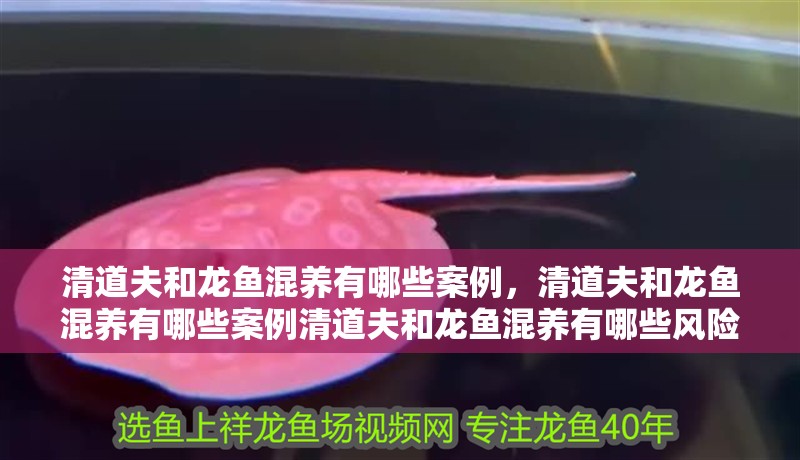 清道夫和龍魚混養有哪些案例，清道夫和龍魚混養有哪些案例清道夫和龍魚混養有哪些風險