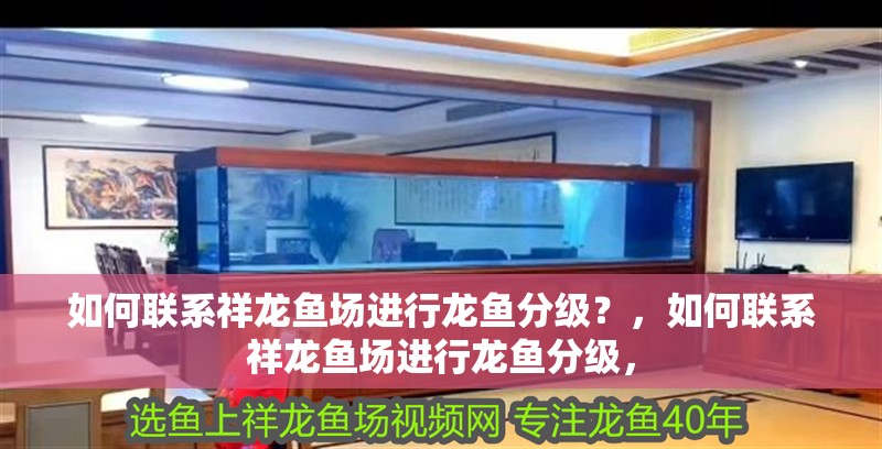 如何聯系祥龍魚場進行龍魚分級？，如何聯系祥龍魚場進行龍魚分級，