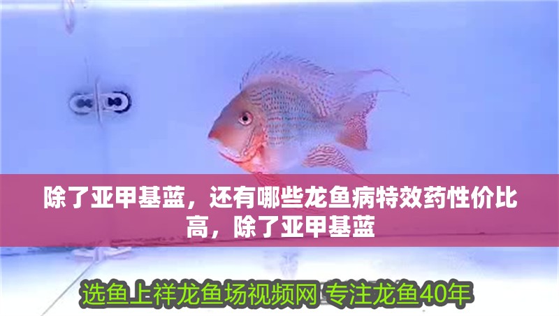 除了亞甲基藍，還有哪些龍魚病特效藥性價比高，除了亞甲基藍