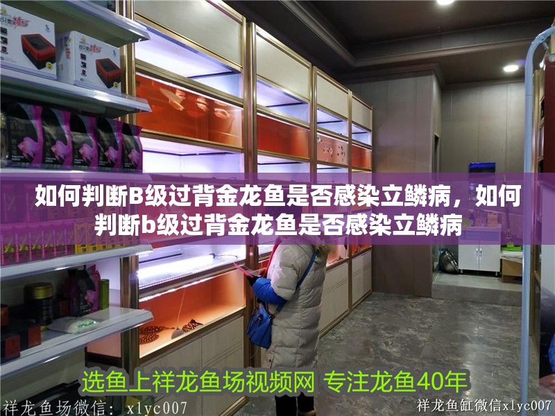 如何判斷B級過背金龍魚是否感染立鱗病，如何判斷b級過背金龍魚是否感染立鱗病