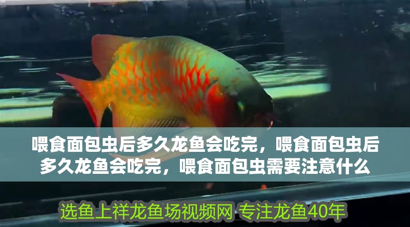 喂食面包蟲后多久龍魚會吃完，喂食面包蟲后多久龍魚會吃完，喂食面包蟲需要注意什么