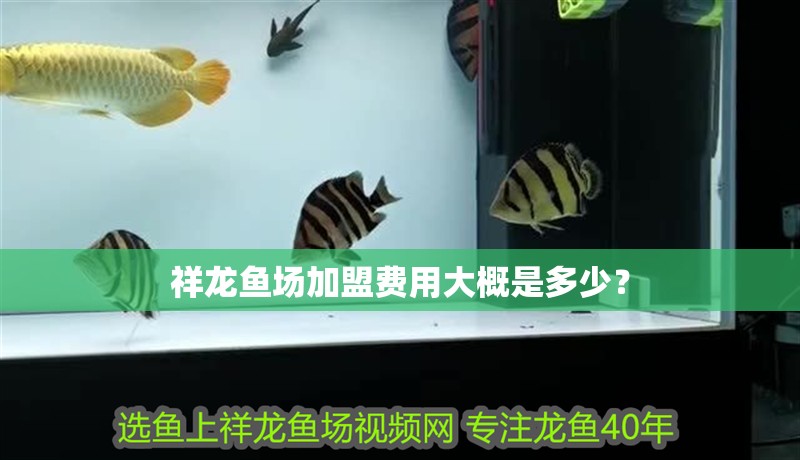 祥龍魚場加盟費用大概是多少？