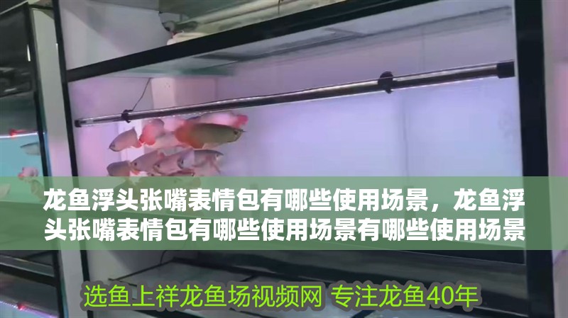 龍魚浮頭張嘴表情包有哪些使用場景，龍魚浮頭張嘴表情包有哪些使用場景有哪些使用場景