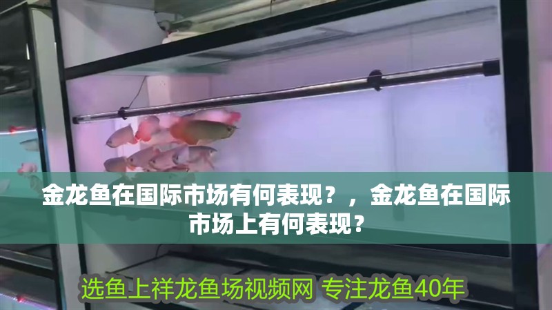 金龍魚(yú)在國(guó)際市場(chǎng)有何表現(xiàn)？，金龍魚(yú)在國(guó)際市場(chǎng)上有何表現(xiàn)？