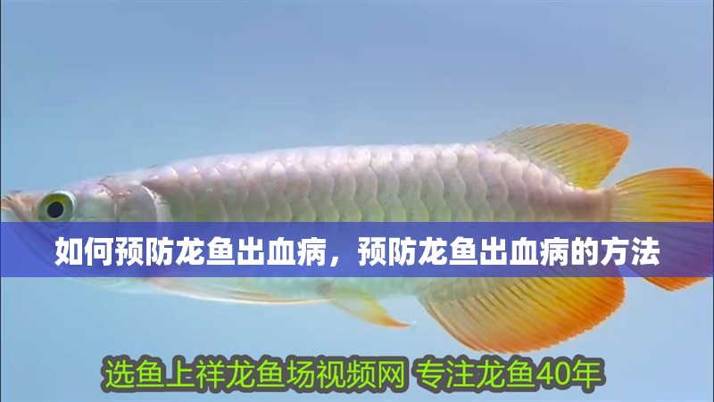 如何預(yù)防龍魚(yú)出血病，預(yù)防龍魚(yú)出血病的方法