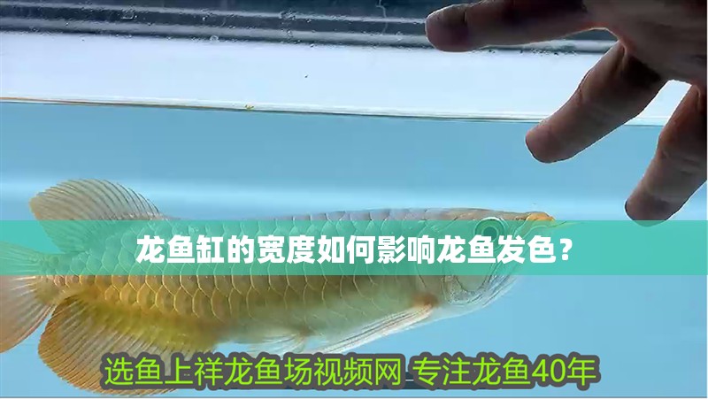 龍魚缸的寬度如何影響龍魚發色？