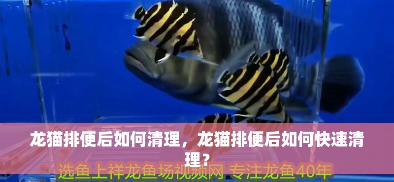 龍貓排便后如何清理，龍貓排便后如何快速清理？