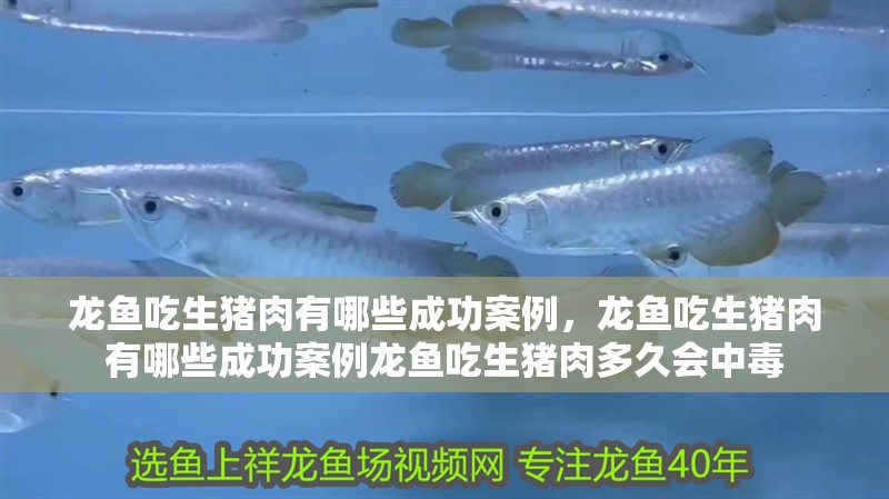 龍魚吃生豬肉有哪些成功案例，龍魚吃生豬肉有哪些成功案例龍魚吃生豬肉多久會中毒