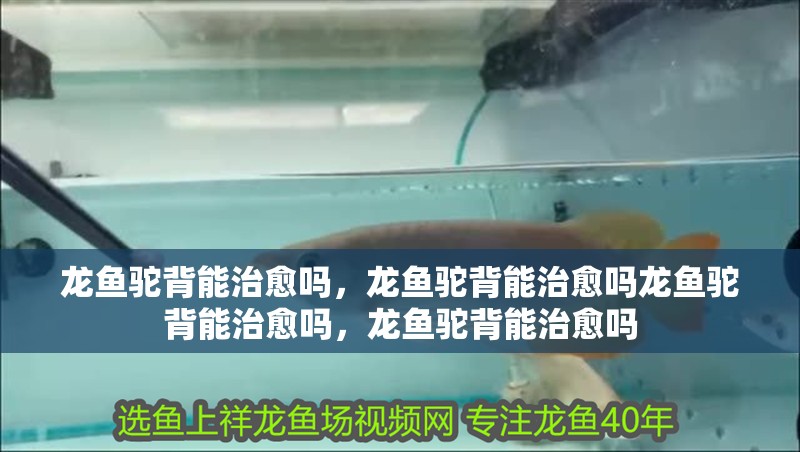 龍魚駝背能治愈嗎，龍魚駝背能治愈嗎龍魚駝背能治愈嗎，龍魚駝背能治愈嗎
