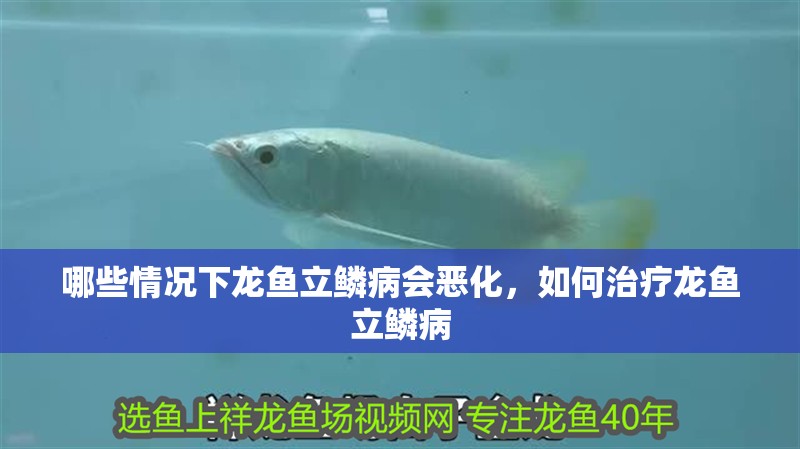 哪些情況下龍魚立鱗病會惡化，如何治療龍魚立鱗病