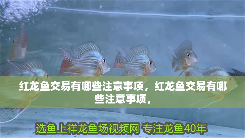紅龍魚交易有哪些注意事項(xiàng)，紅龍魚交易有哪些注意事項(xiàng)，