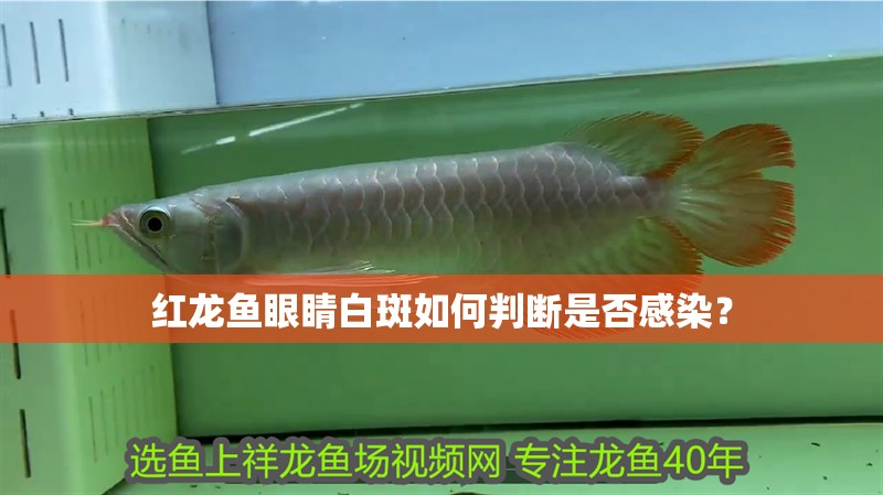 紅龍魚眼睛白斑如何判斷是否感染？