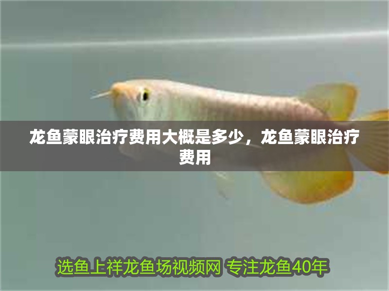 龍魚蒙眼治療費用大概是多少，龍魚蒙眼治療費用