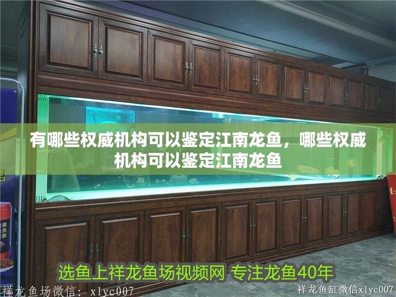 有哪些權威機構可以鑒定江南龍魚，哪些權威機構可以鑒定江南龍魚