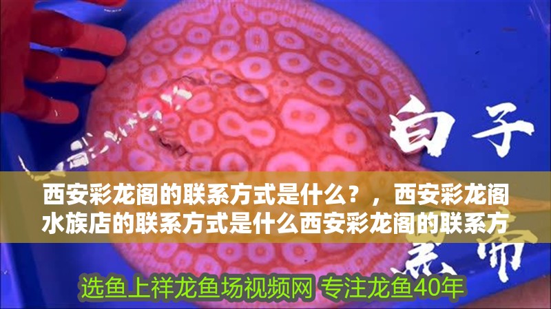 西安彩龍閣的聯系方式是什么？，西安彩龍閣水族店的聯系方式是什么西安彩龍閣的聯系方式