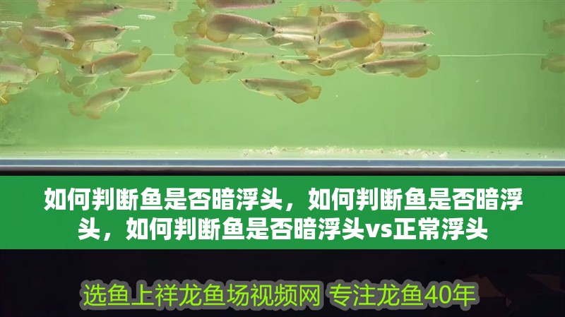 如何判斷魚是否暗浮頭，如何判斷魚是否暗浮頭，如何判斷魚是否暗浮頭vs正常浮頭