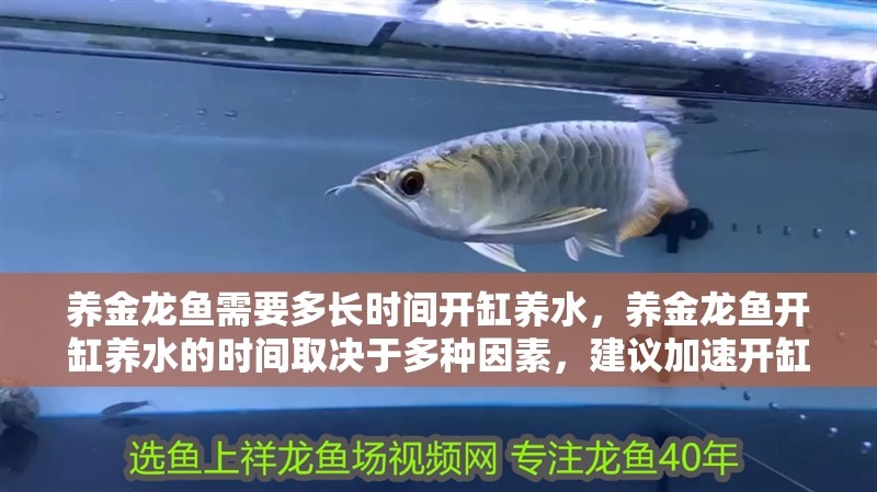 養金龍魚需要多長時間開缸養水，養金龍魚開缸養水的時間取決于多種因素，建議加速開缸養水
