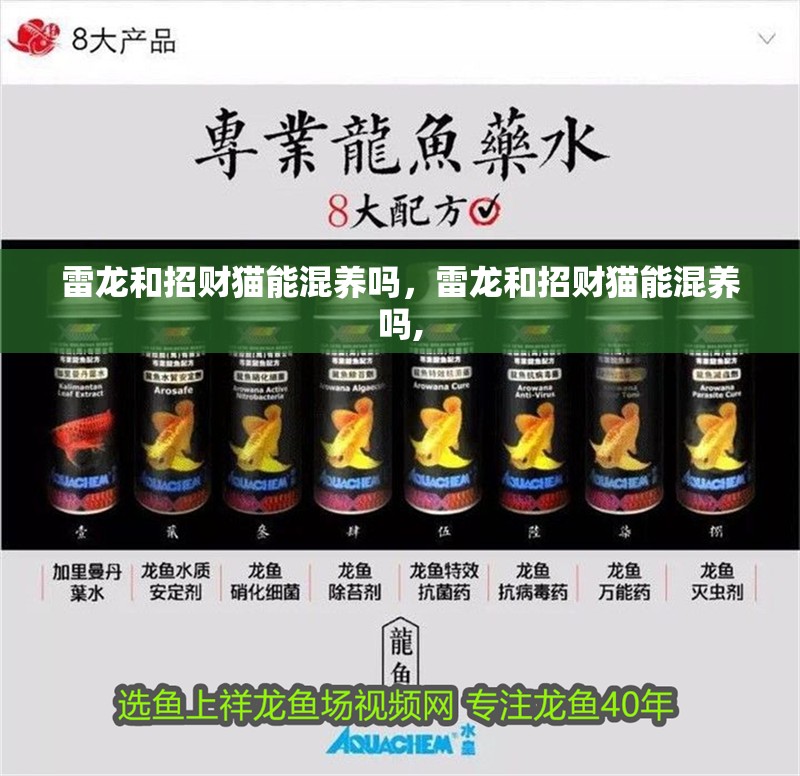 雷龍和招財貓能混養嗎，雷龍和招財貓能混養嗎,